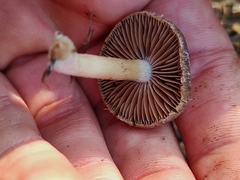 Psathyrella