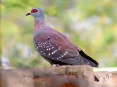 Columba guinea phaeonota