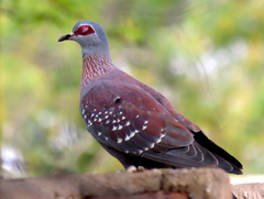 Columba guinea phaeonota