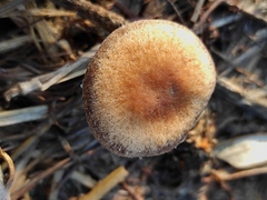 Psathyrella
