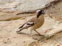 Plocepasser mahali mahali