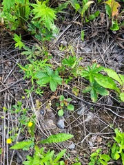 Potentilla thuringiaca