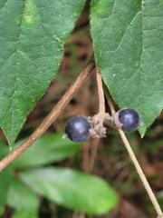 Lonicera hypoglauca