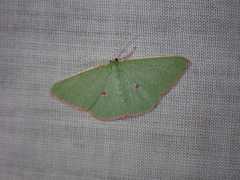 Chlorocoma cadmaria