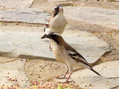 Plocepasser mahali mahali