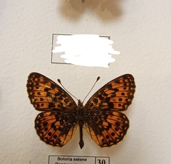 Boloria selene