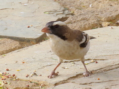 Plocepasser mahali mahali