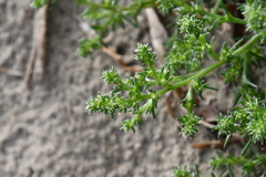 Salsola komarovii