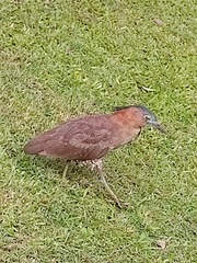 Gorsachius melanolophus