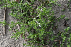 Salsola komarovii