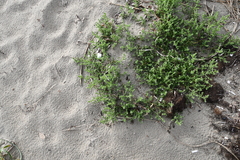 Salsola komarovii