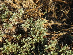Astragalus tragacantha
