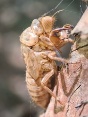 Cicadidae