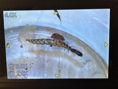 Raphidiidae