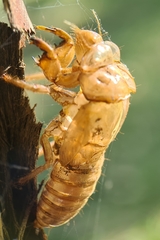 Cicadidae