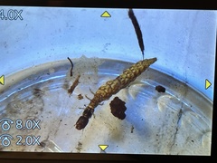 Raphidiidae