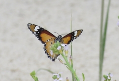 Danaus petilia