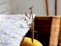 Empusa binotata