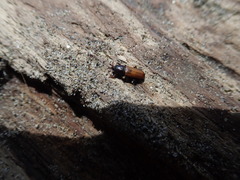 Mesites pallidipennis