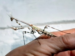 Empusa binotata