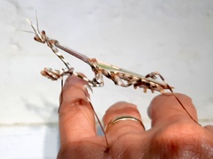 Empusa binotata