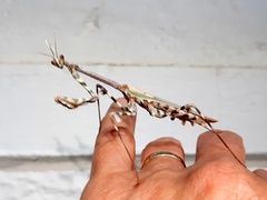 Empusa binotata