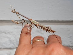 Empusa binotata