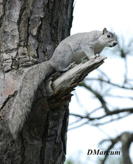 Sciurus niger cinereus