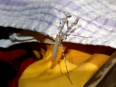 Empusa binotata