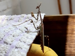 Empusa binotata