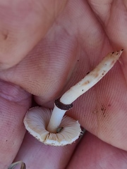 Lepiota