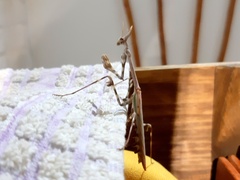Empusa binotata