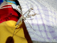 Empusa binotata
