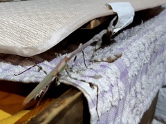 Empusa binotata