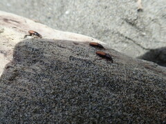 Mesites pallidipennis