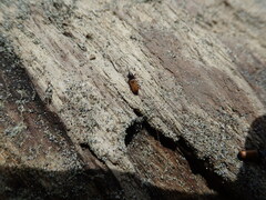 Mesites pallidipennis