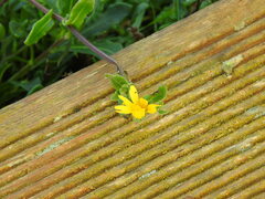 Calendula suffruticosa algarbiensis