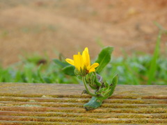 Calendula suffruticosa algarbiensis