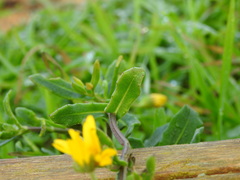 Calendula suffruticosa algarbiensis