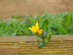 Calendula suffruticosa algarbiensis