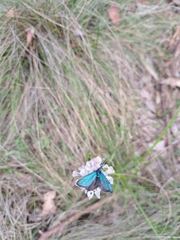 Pollanisus viridipulverulenta