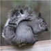 Western Gray Squirrel - Photo (c) Julia Markey, some rights reserved (CC BY-NC), uploaded by Julia Markey