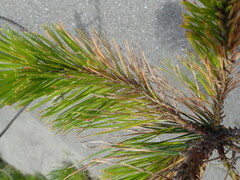Pinus radiata