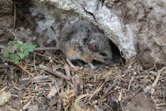 Peromyscus