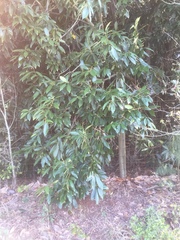 Lithocarpus henryi
