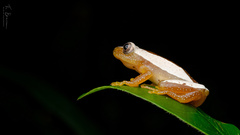 Afrixalus fornasini