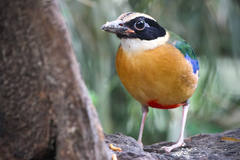 Pitta moluccensis
