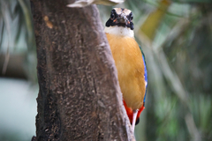 Pitta moluccensis