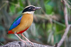 Pitta moluccensis