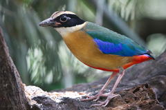Pitta moluccensis